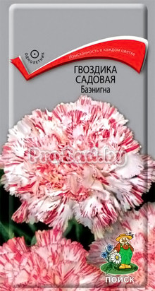 Гвоздика садовая Баэнигна