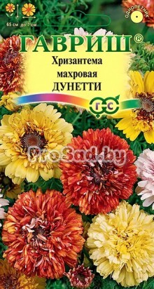 Хризантема махровая Дунетти