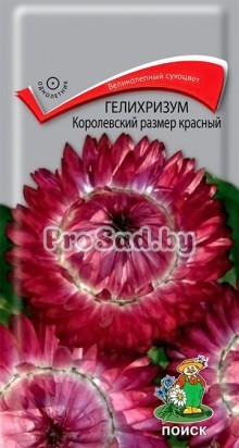Гелихризум Королевский размер Красный