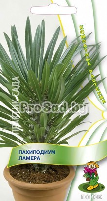 Пахиподиум Ламера