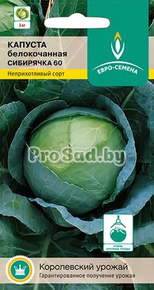 Капуста белокочанная Сибирячка 60