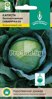 Капуста белокочанная Сибирячка 60
