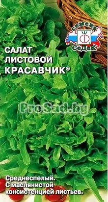 Салат листовой Красавчик