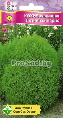 Кохия веничная Летний кипарис