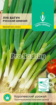 Лук-батун Русский зимний