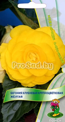 Бегония клубневая крупноцветковая Жёлтая