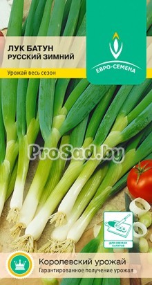 Лук-батун Русский зимний