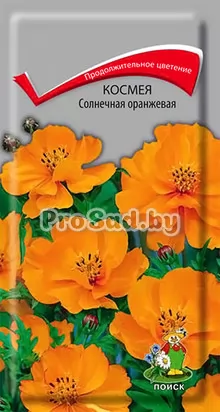 Космея Солнечная оранжевая