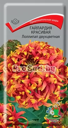 Гайлардия красивая Лоллипап двухцветная