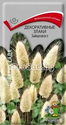 Зайцехвост (декоративный злак)