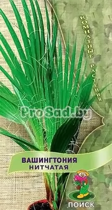 Вашингтония нитчатая