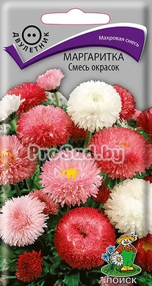 Маргаритка Смесь окрасок