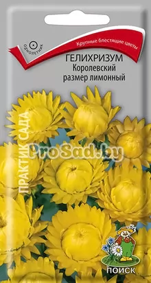 Гелихризум Королевский размер лимонный