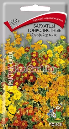 Бархатцы тонколистные Старфайер микс