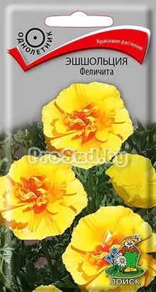 Эшшольция Феличита
