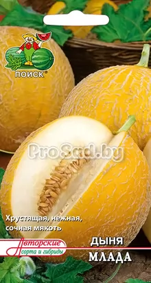 Дыня Млада