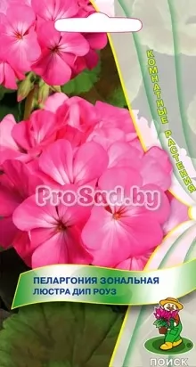Пеларгония зональная Люстра дип роуз