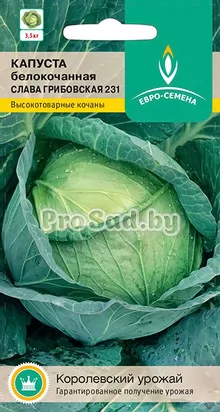 Капуста белокочанная Слава Грибовская 231