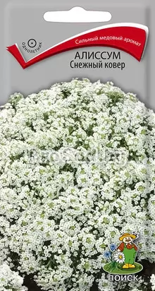 Алиссум Снежный ковер Алиссум Снежный ковер