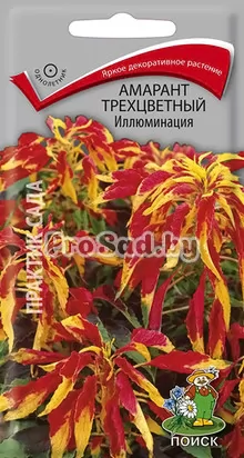 Амарант трёхцветный Иллюминация