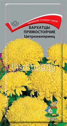 Бархатцы прямостоячие Цитроненпринц