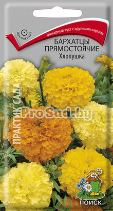 Бархатцы прямостоячие Хлопушка