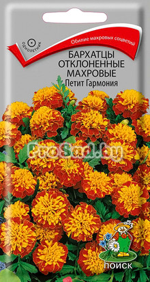 Бархатцы отклонённые махровые Петит Гармония