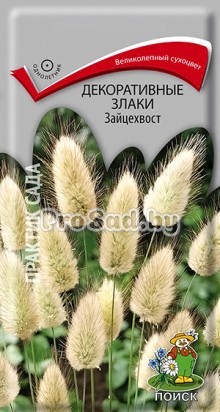 Зайцехвост (декоративный злак)