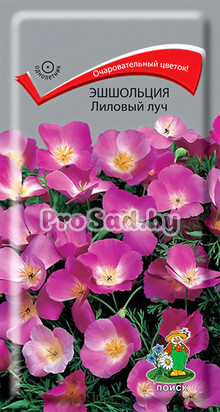 Эшшольция Лиловый луч