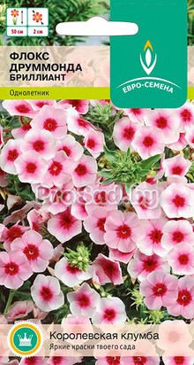 Флокс друммонда Бриллиант