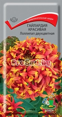 Гайлардия красивая Лоллипап двухцветная