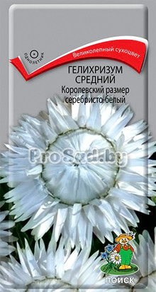 Гелихризум Королевский размер серебристо-белый