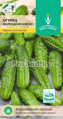 Огурец F1 Волгодонской 231