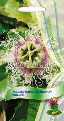 Пассифлора съедобная Гэлакси