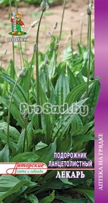 Подорожник ланцетолистный Лекарь