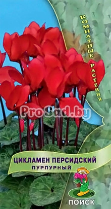 Цикламен персидский Пурпурный