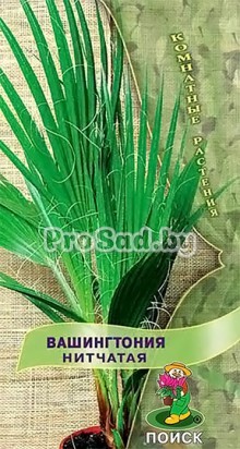Вашингтония нитчатая