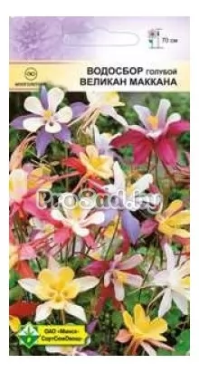 ​Водосбор голубой Великан Маккана​