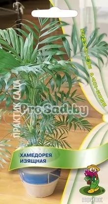 Хамедорея Изящная
