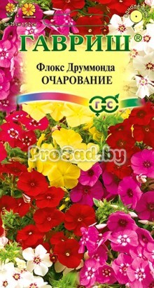 Флокс друммонда Очарование, смесь