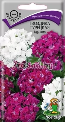 Гвоздика турецкая Адажио, смесь