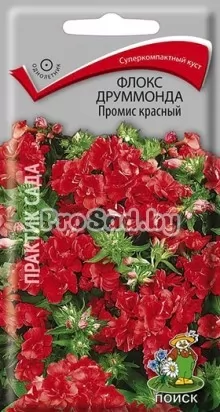 Флокс друммонда Промис красный
