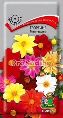 Георгина Мигнон микс, смесь