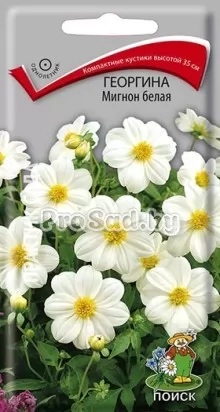 Георгина Мигнон белая