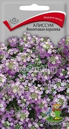 Алиссум Фиолетовая королева