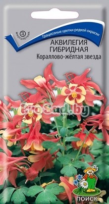 Аквилегия гибридная Кораллово-жёлтая звезда