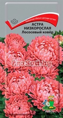 Астра низкорослая Лососевый ковёр