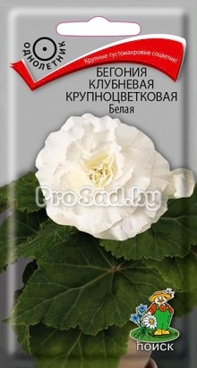 Бегония клубневая крупноцветковая Белая