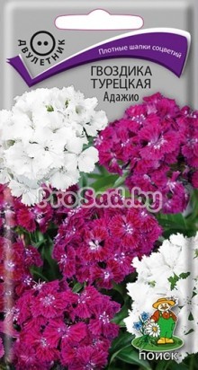Гвоздика турецкая Адажио, смесь