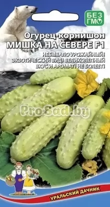 Огурец F1 Мишка на Севере